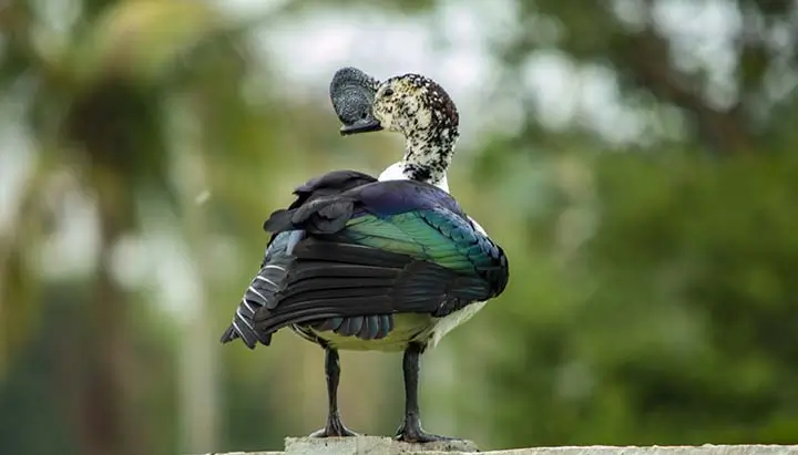 Knob Billled Duck 